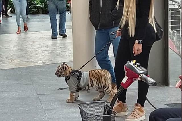 The owner has since defended her ownership of the two month old exotic animal on social media. (Twitter)