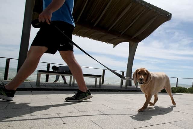 Do you know how to red your dogs body language? (Photo: Kelly Barnes/Getty Images)