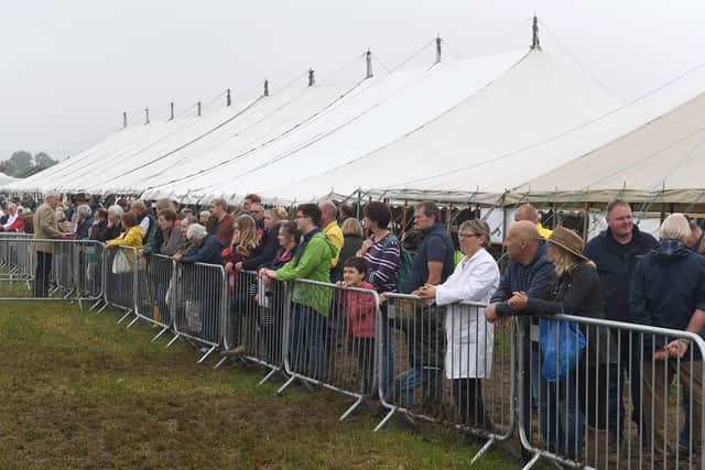 Crowds viewing the livestock judging.