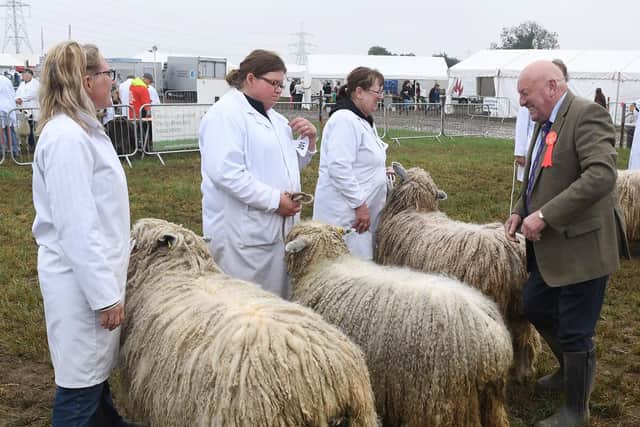 Heckington Show. Sheep judging.