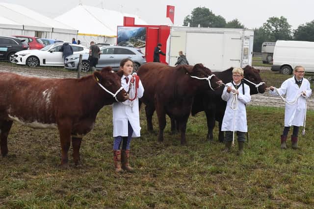 Young cattle handlers in the show ring.