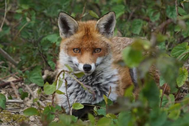 Fox (stock image)