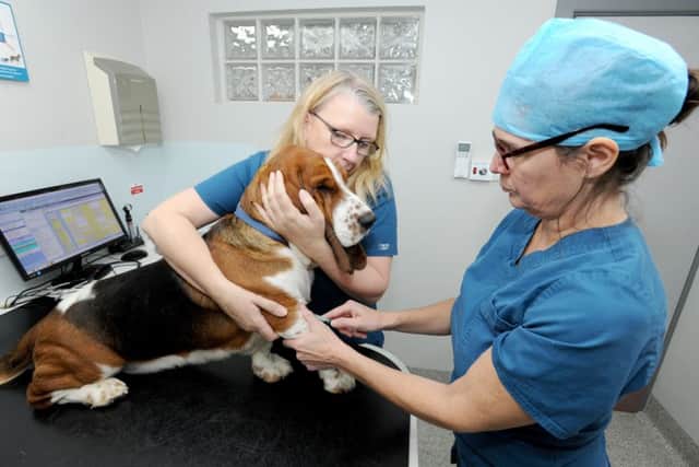Clinical Director Dr Wendy Adams takes blood from James, assisted by Head Veterinary Nurse Alison Young. EMN-170212-073353001