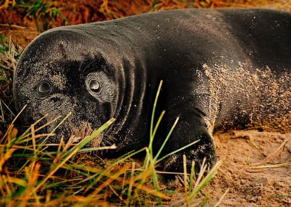 This beautiful black seal has caught the attention of thousands at Donna Nook. Photo credit: JPC Photography.