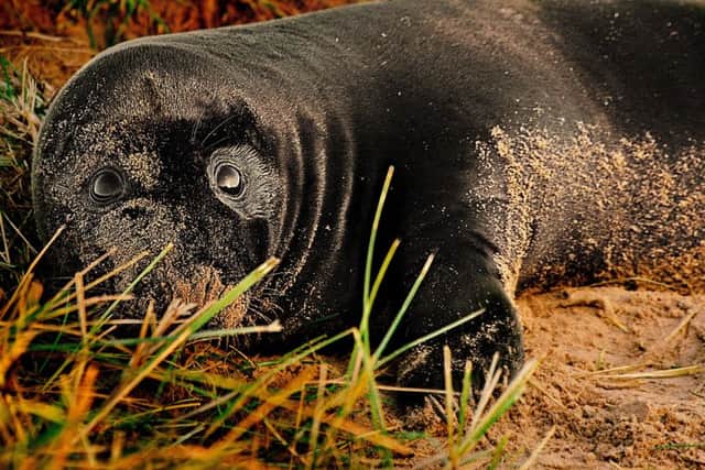 This beautiful black seal has caught the attention of thousands at Donna Nook. Photo credit: JPC Photography.