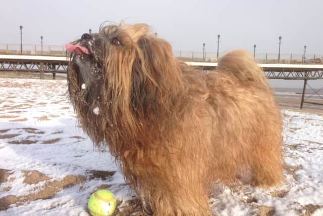 Charlie the dog makes a return to the Reader Picture space. Picture: Sarah Worthington.