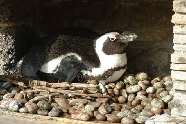 Could we have a New Year baby at Skegness Natureland? ANL-170812-164611001