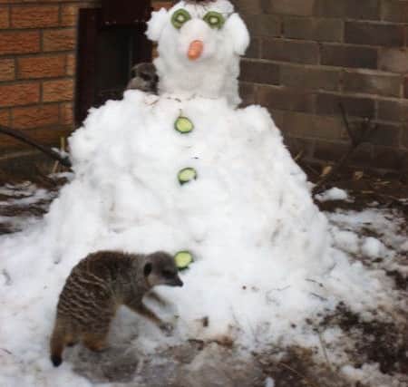 Meercats are always up for fun at Christmas. This one is putting the finishing touches to his snowcat at Skegness Natureland. ANL-170812-164507001