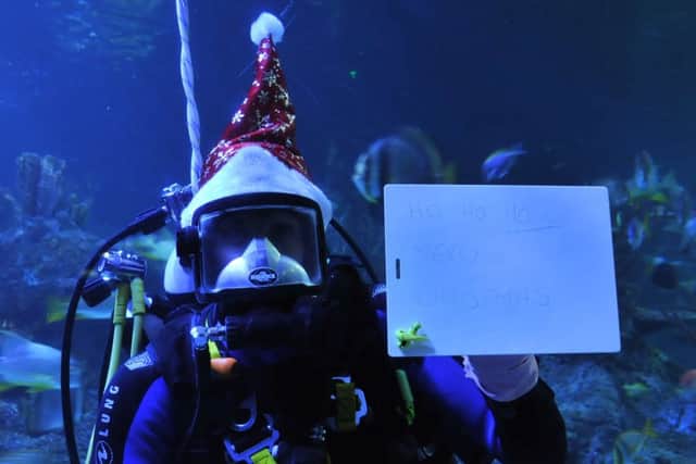 Ho, ho, ho - a Christmas message from Jamie Elvidge, Dive Officer at Skegness Aquarium. ANL-170812-164308001