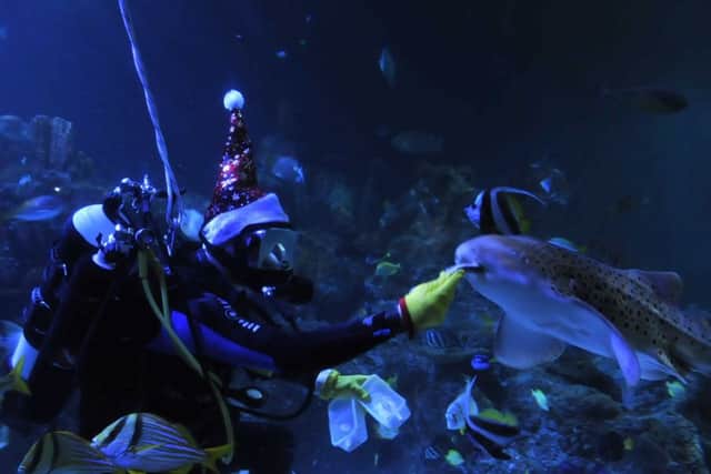 The sharks will be at the front of the queue for their Christmas dinner. ANL-170812-164323001
