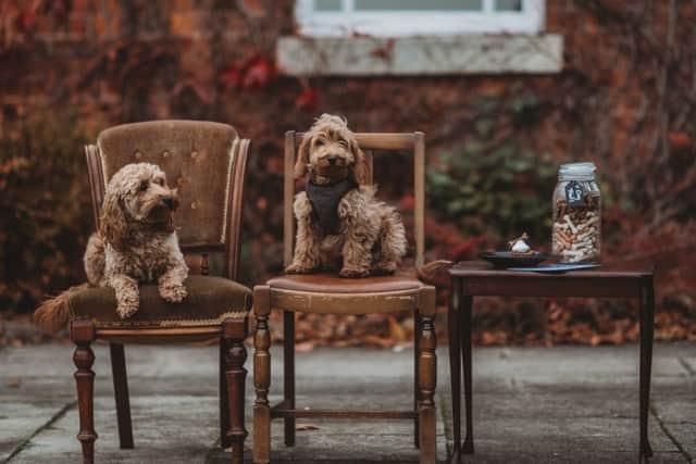 There is now also a special dog menu at Healing Manor.