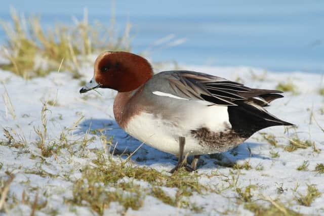 A wigeon pictured at RSPB Frampton Marsh. PICTURE: Neil Smith. EMN-171214-154301001