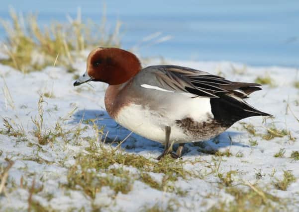 A wigeon pictured at RSPB Frampton Marsh. PICTURE: Neil Smith. EMN-171214-154301001