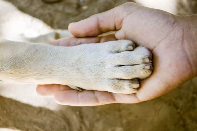Dog (stock image)