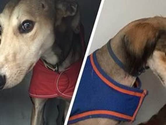 Two of the dogs seized by Lincolnshire Police