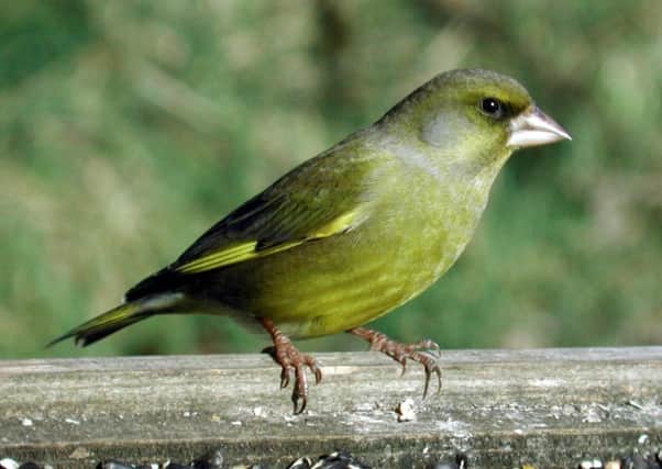 A greenfinch. PICTURE: Rosie Rees/BTO and Jill Pakenham/BTO. EMN-171222-205711001