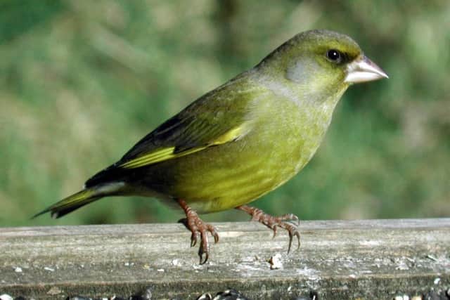 A greenfinch. PICTURE: Rosie Rees/BTO and Jill Pakenham/BTO. EMN-171222-205711001