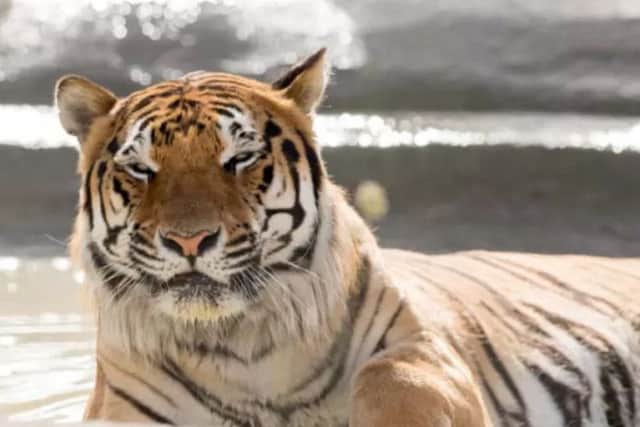 Syas, a Bengal Tiger hit local and national headlines this year after he settled in at a site owned by Horncastle businessman Andrew Riddel. Syas already has plenty of company from more than 200 other animals and could soon by joined by lions and wolves.