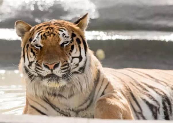 Syas, a Bengal  Tiger hit local and national headlines this year after he settled in at a site owned by Horncastle businessman Andrew Riddel. Syas  already has  plenty of company from more than 200 other animals and could soon by joined by lions and wolves.