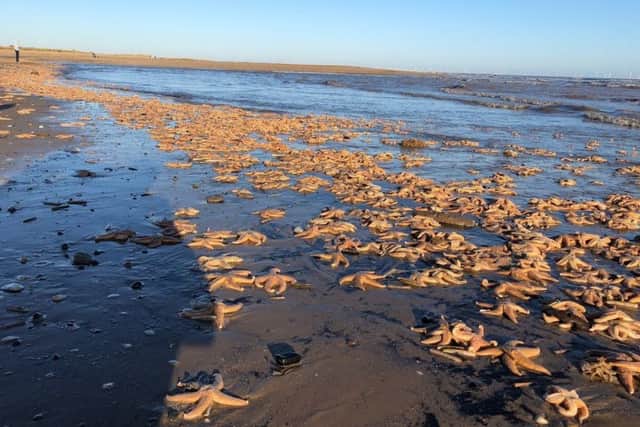 Matt Warman's photo of starfish washed up along the beach at Gibraltar Point, Skegness.
