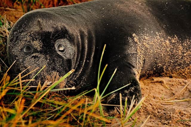 The spotting of this black baby seal was the main highlight of this season. Photo credit: JPC Photography.