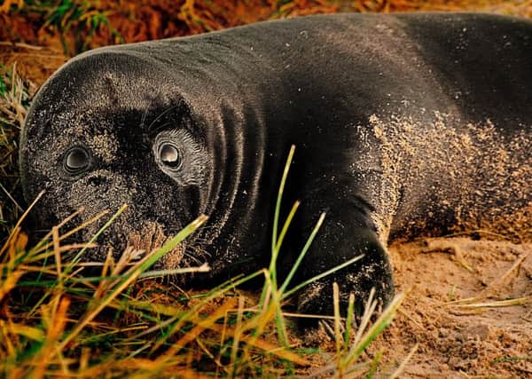 The spotting of this black baby seal was the main highlight of this season. Photo credit: JPC Photography.