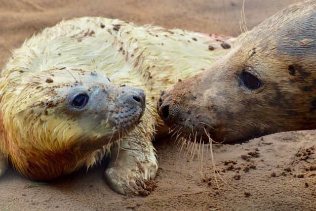 Just one of the many baby seals born on the beach at Donna Nook during this years record-breaking season. Photo Credit: Carole Crawford.
