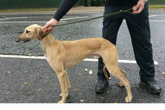 The seized dog. EMN-180201-100431001