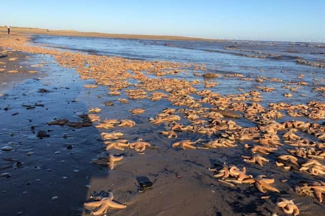 This picture of starfish washed up at Gibraltar Point was taken by MP Matt Warman. ANL-180301-112412001