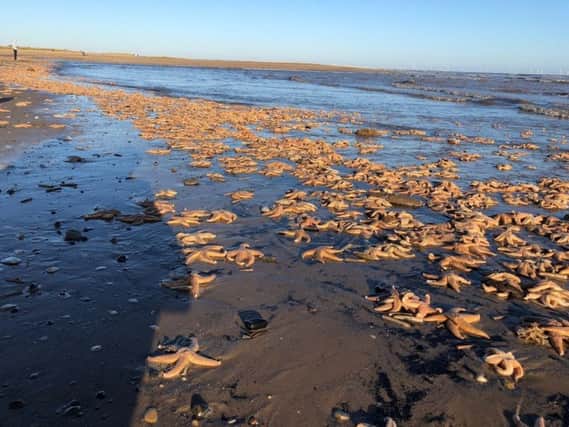 This picture of starfish washed up at Gibraltar Point was taken by MP Matt Warman. ANL-180301-112412001