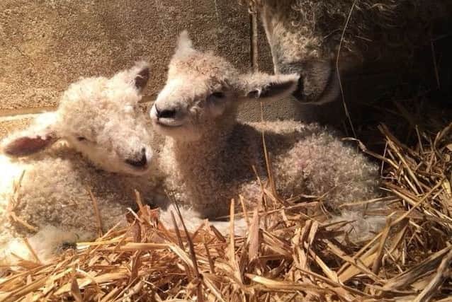 First lambs at Risby EMN-181101-131248001