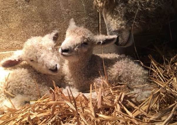 First lambs at Risby EMN-181101-131248001
