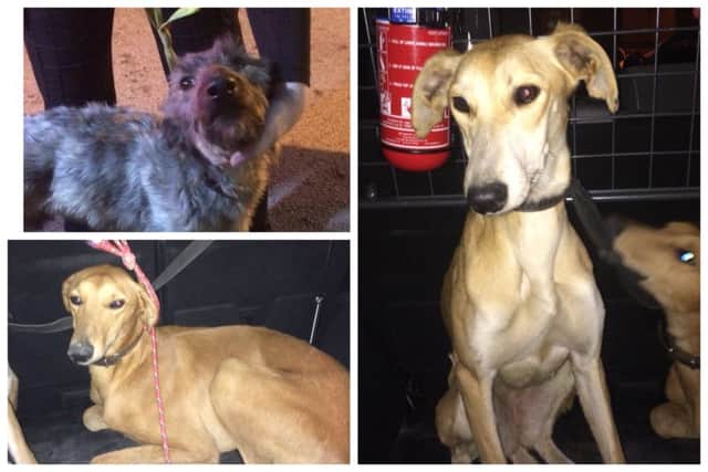 The three dogs were seized in West Barkwith.