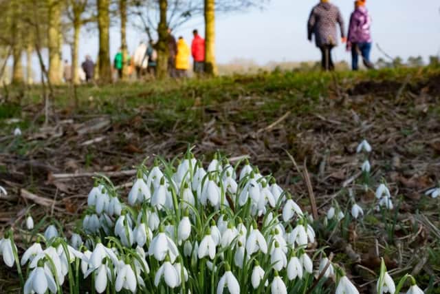 Gunby Snowdrop Walk EMN-180122-073536001