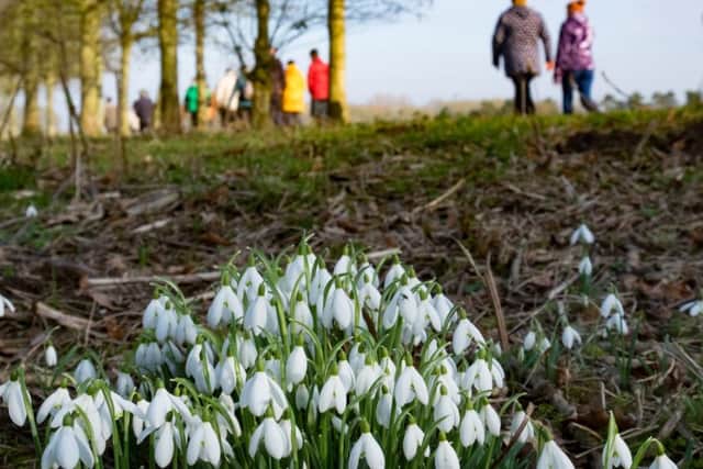 Visitors can discover snowdrops on guided walks at Gunby Hall, starting on February 12. EMN-180118-142818001
