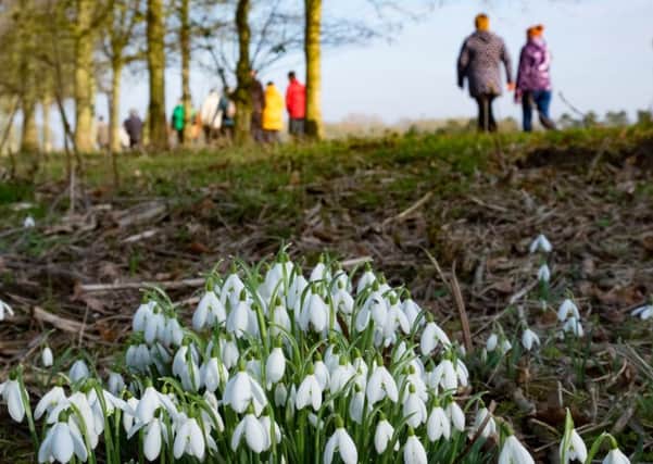 Visitors can discover snowdrops on guided walks at Gunby Hall, starting on February 12. EMN-180118-142818001