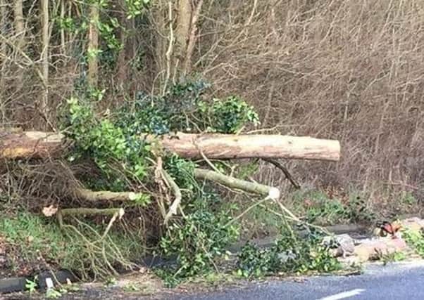 Police received 33 reports of trees down acrioss Lincolnshire. ANL-180118-081901001