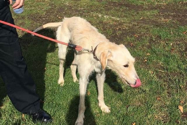 Spencer the lurcher, who was seized from hare coursers at Digby Fen in September has now been rehomed by the courts. EMN-180119-095744001