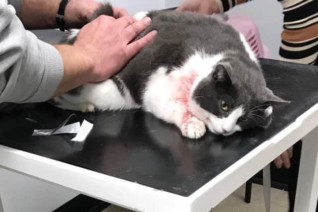 The injured cat being treated at the vets.