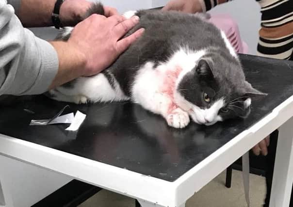 The injured cat being treated at the vets.