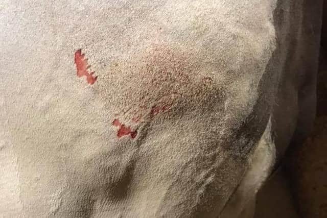 Injuries to Meg's horse.