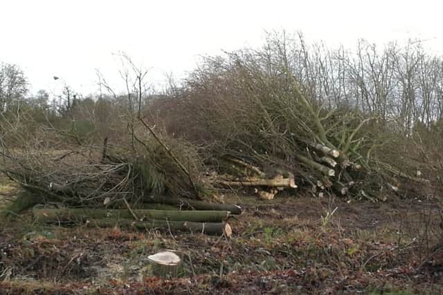 Some of the felled trees at the site off Witham Road, in Woodhall Spa.