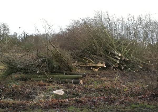 Some of the felled trees at the site off Witham Road, in Woodhall Spa.