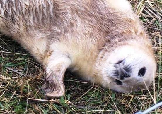 They are lovely the seals, but they did cause traffic chaos in North Somercotes during the recent pupping season.