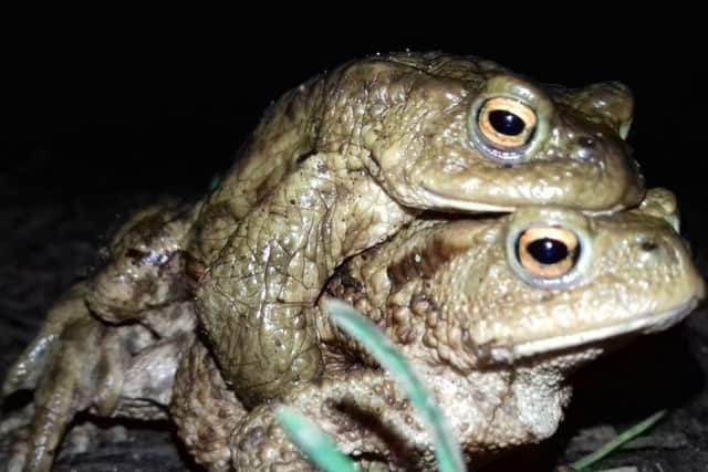Hitching a ride. Female toads carry the males piggyback style to the breeding ponds. EMN-180131-121040001