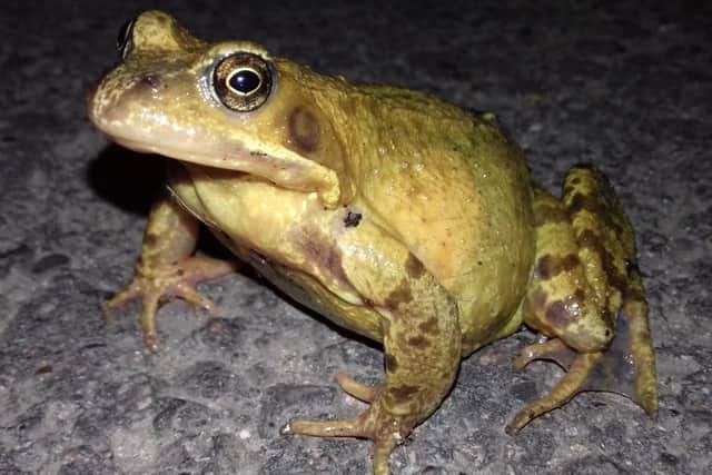 Looking for love. A toad on the march to the breeding grounds. Photo Fiona Cousland. EMN-180131-120959001
