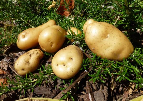 Potatoes. EMN-180102-152701001