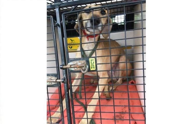 A dog seized by Lincolnshire Police in the crackdown on hare coursing. EMN-180502-183351001