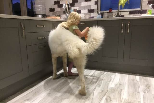 Dog Belle with Tracy's daughter Katy pictured on one of Floors for Paws' flooring ranges.