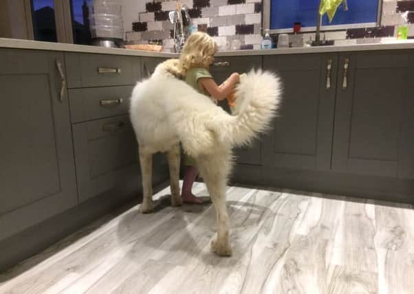 Dog Belle with Tracy's daughter Katy pictured on one of Floors for Paws' flooring ranges.
